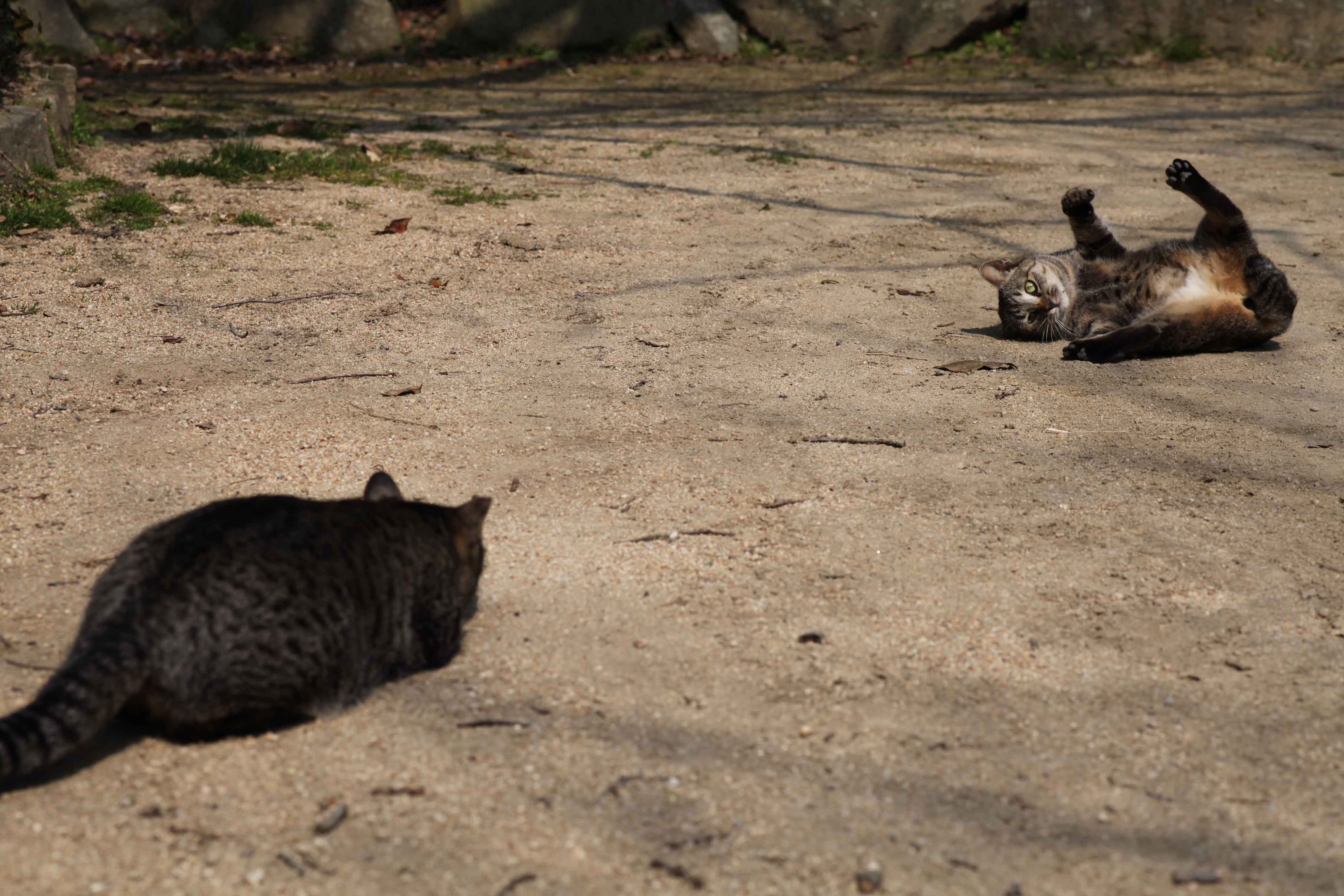 http://www.kiriyama.info/photosalon/20140sasa309a.jpg