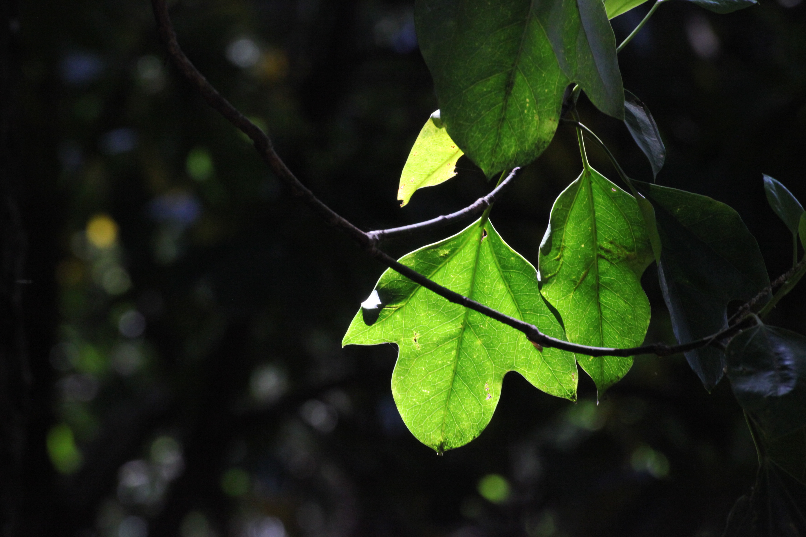 http://www.kiriyama.info/photosalon/IMG_1364.JPG