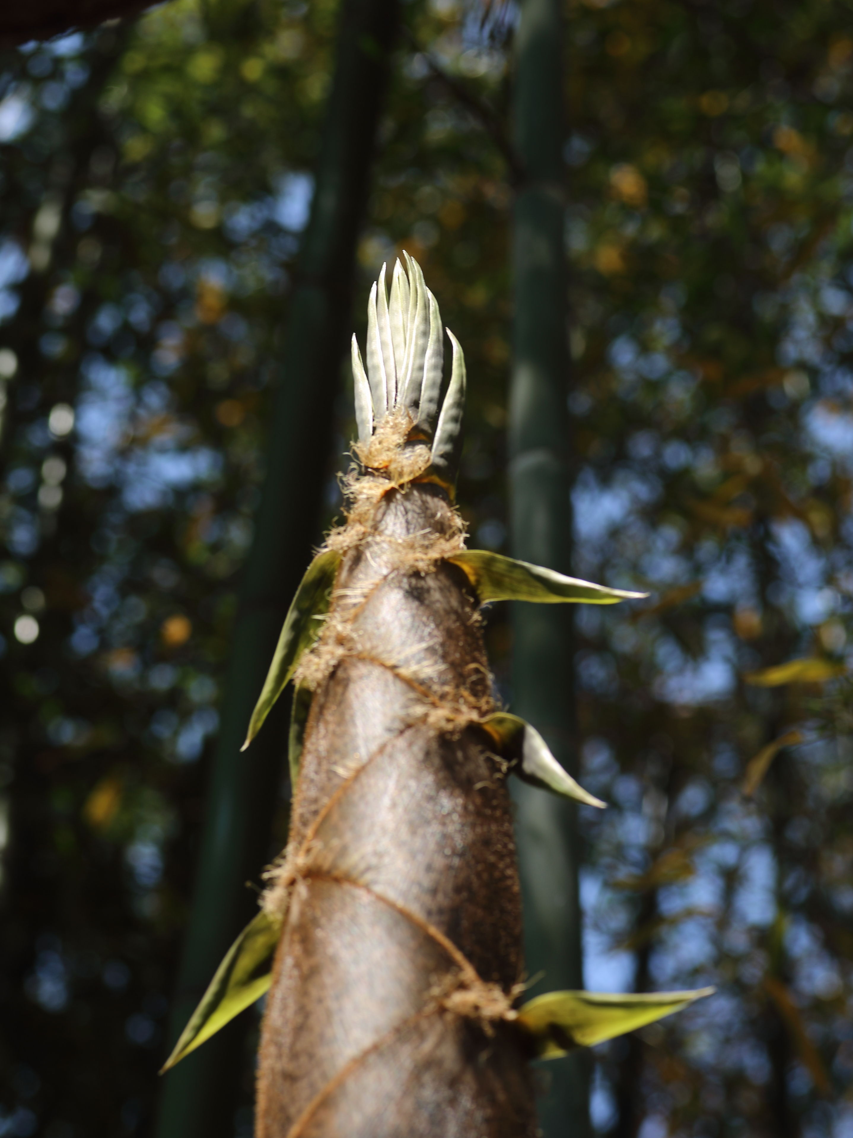 http://www.kiriyama.info/photosalon/IMG_14545922.JPG